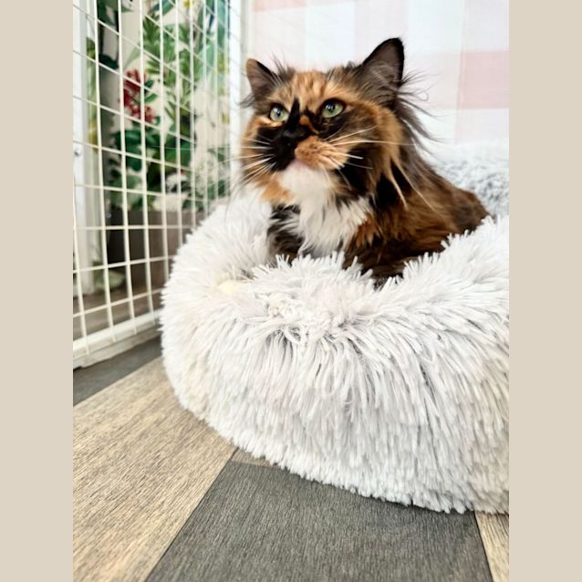 Photo of Delilah (Rapunzel)   Located In Preston