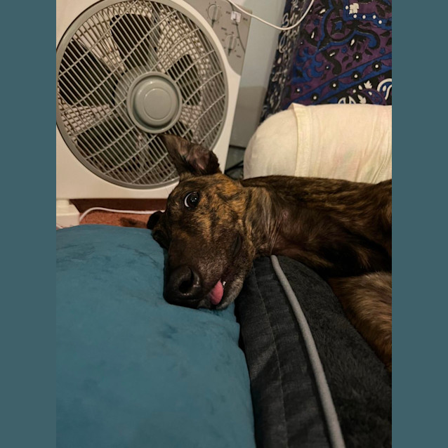 Photo of Fish Greyhound 