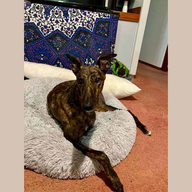 Photo of Fish Greyhound 