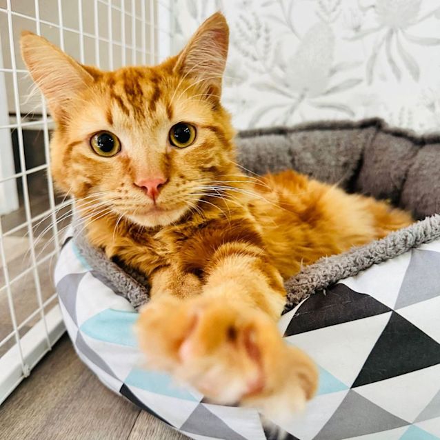 Photo of Tito   Located In Preston