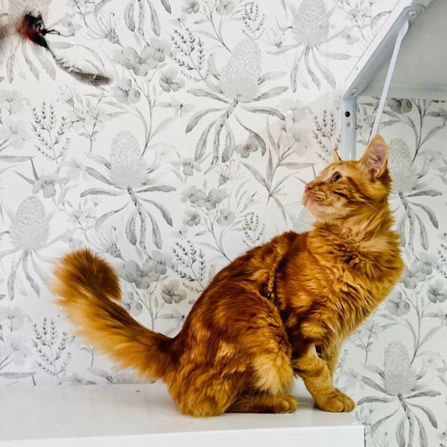 Photo of Tito   Located In Preston