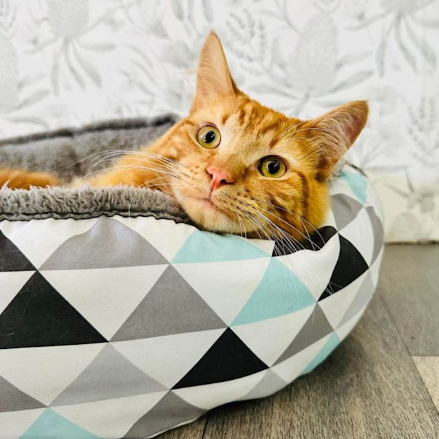 Photo of Tito   Located In Preston