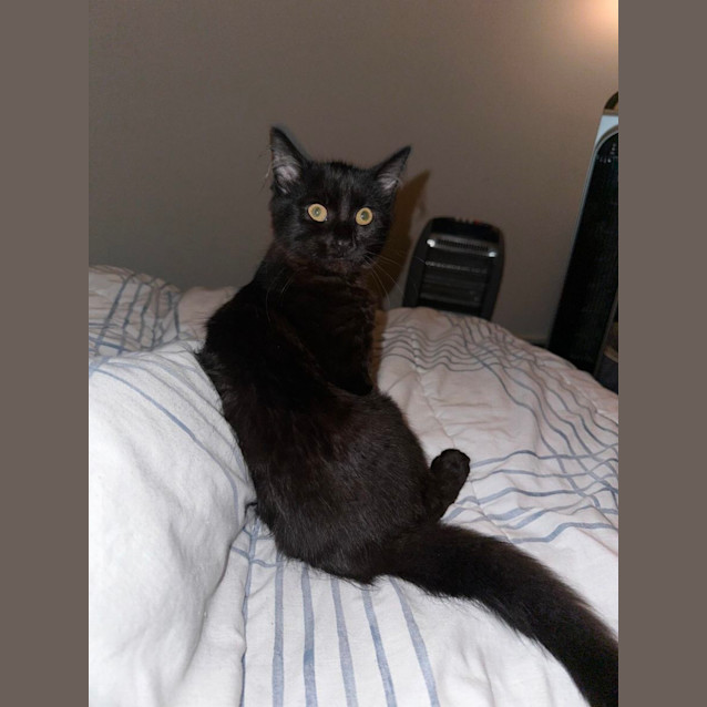 Photo of 🖤 Fluffy 🖤