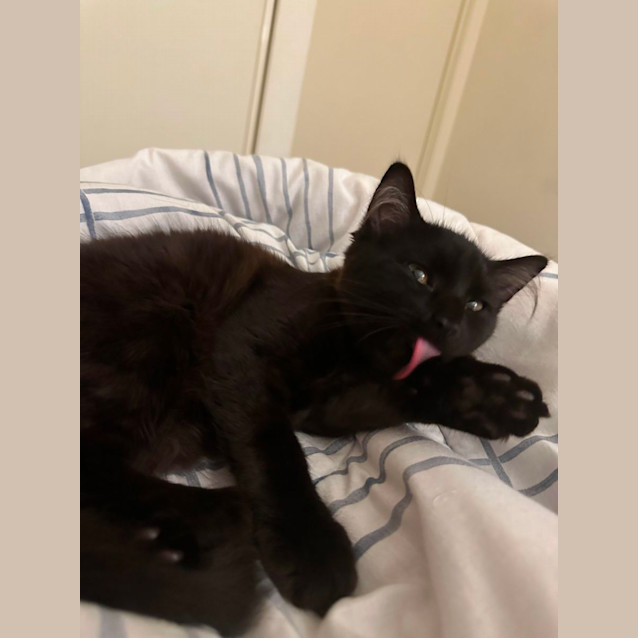 Photo of 🖤 Fluffy 🖤