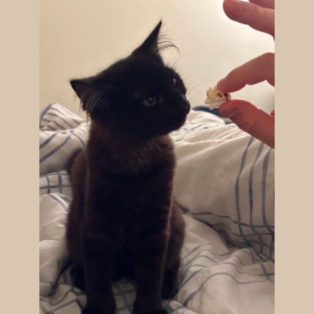 Photo of 🖤 Fluffy 🖤