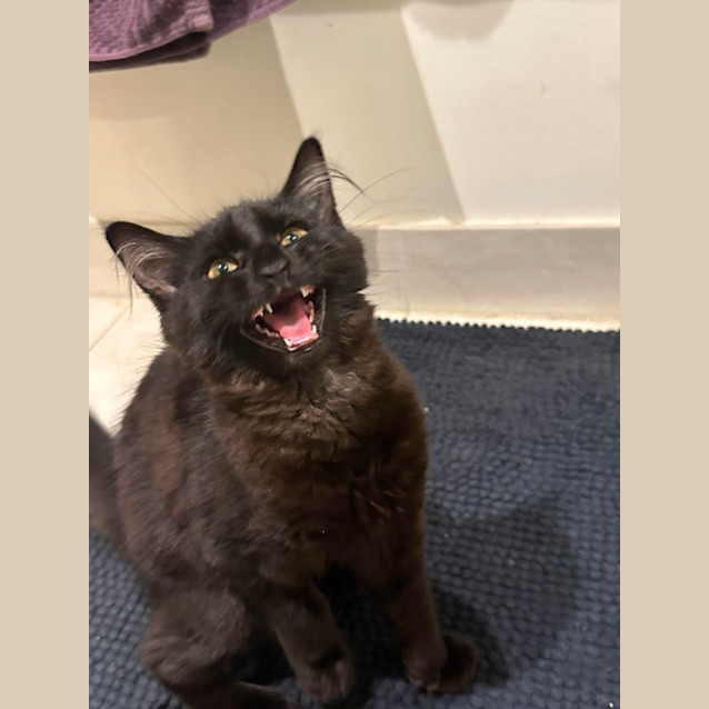 Photo of 🖤 Fluffy 🖤