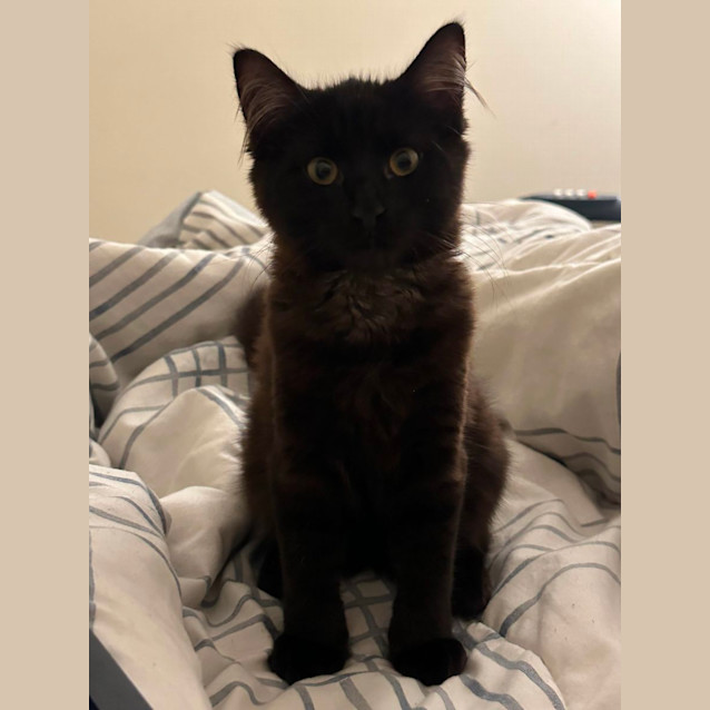 Photo of 🖤 Fluffy 🖤