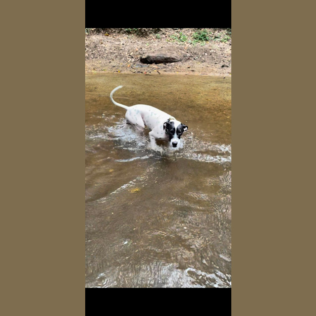 Photo of Goose