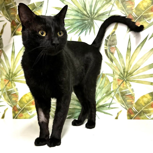 Photo of Charlie   Located In Preston