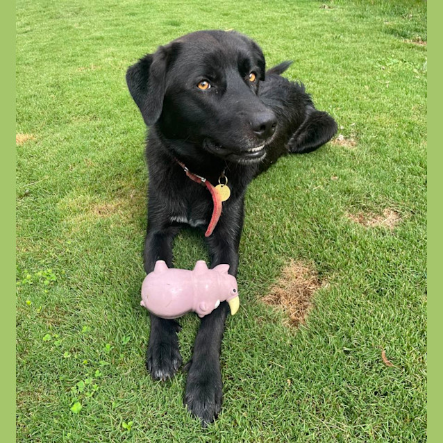 Photo of Budderoo