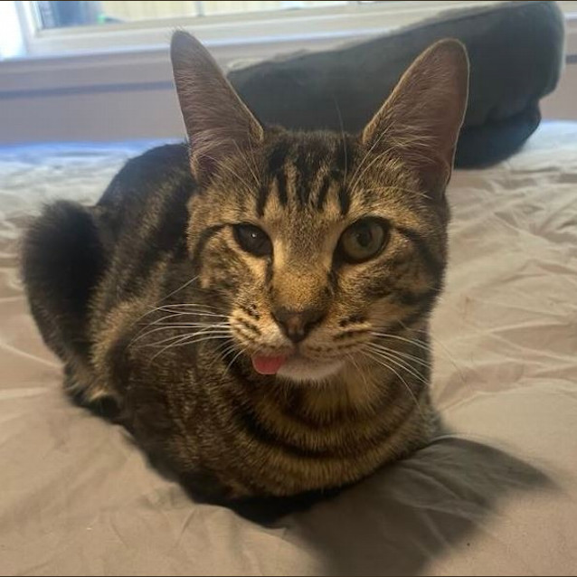 Photo of Mojo