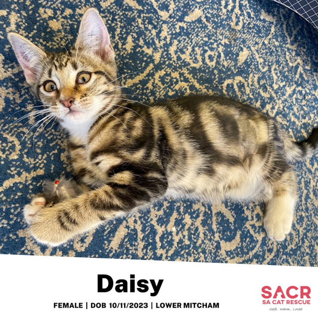 Photo of Daisy