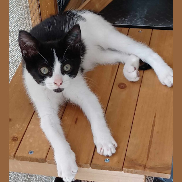 Photo of Mindy *Reduced Adoption Fee*