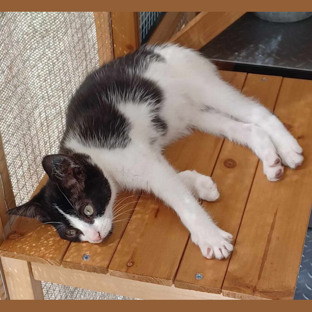 Photo of Mindy *Reduced Adoption Fee*