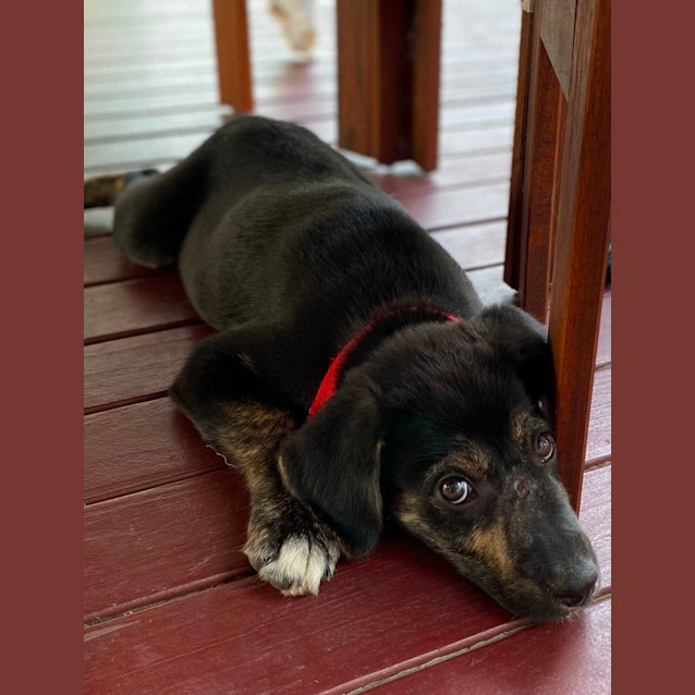 Photo of Albert   11 Week Old Kelpie X (Trial)