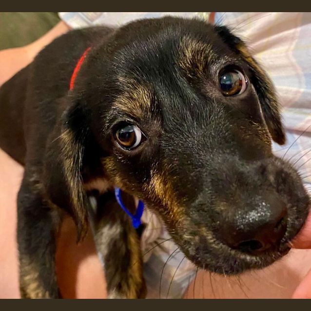 Photo of Albert   11 Week Old Kelpie X (Trial)