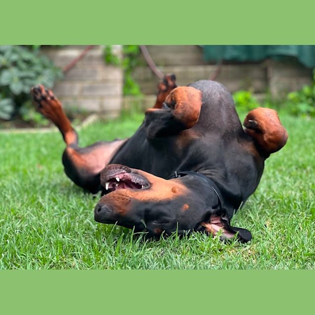 Photo of Mr. Karl Von Dobermann Esq.