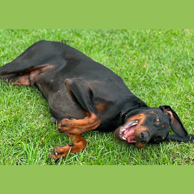 Photo of Mr. Karl Von Dobermann Esq.