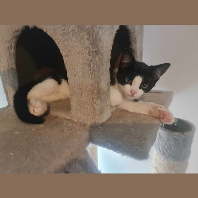 Photo of Damien Priest **2nd Chance Cat Rescue**