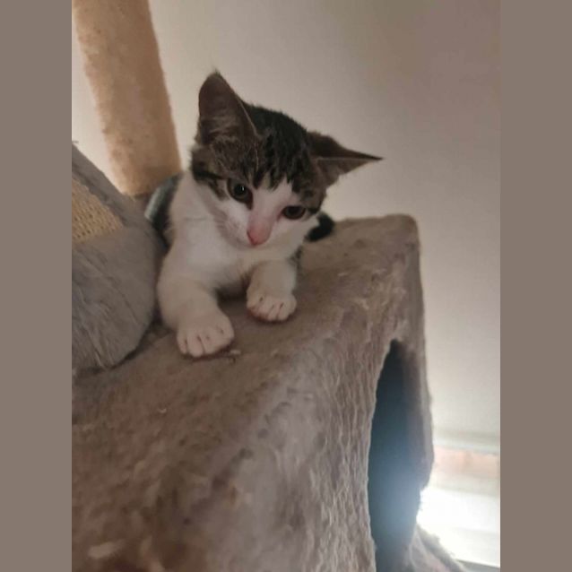Photo of Rhea Ripley ** 2nd Chance Cat Rescue**