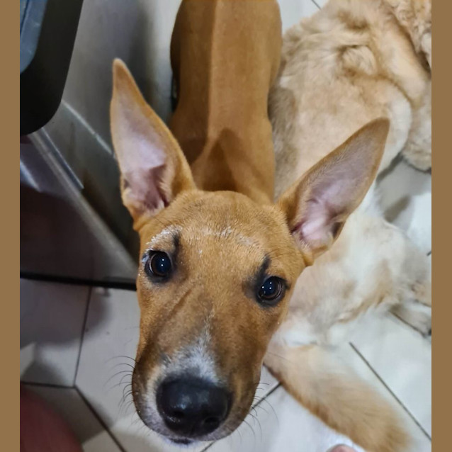 Photo of Harry   7 Month Old Mixed Breed (Trial)