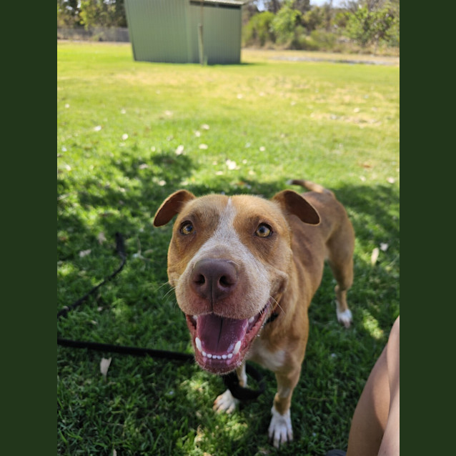 Photo of Biscuit (Pumpkin)