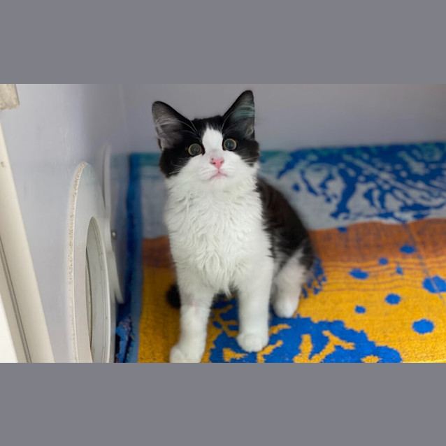 Photo of Atlas