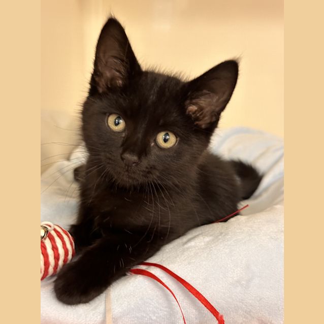 Photo of Astro