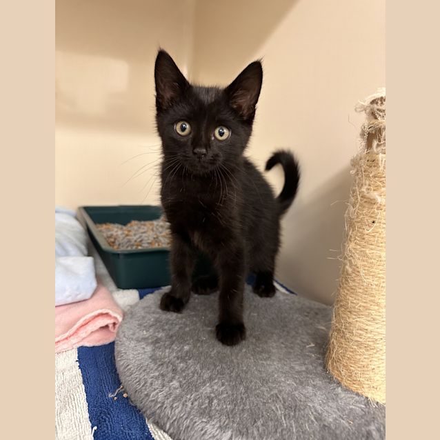 Photo of Astro