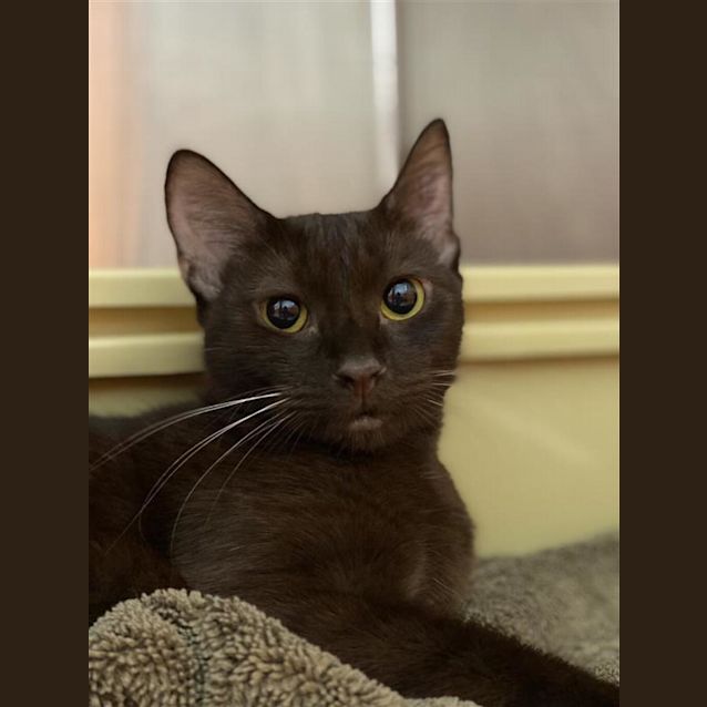 Photo of Chocolate