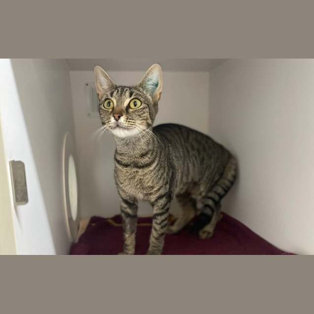 Photo of Kitty