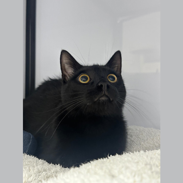 Photo of Bagel