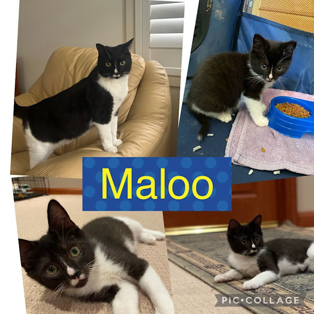 Photo of Maloo