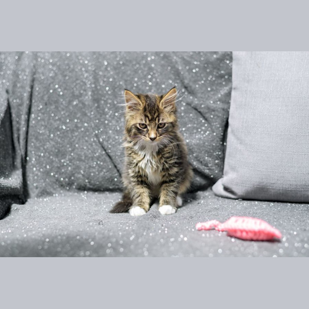 Photo of Oylun **2nd Chance Cat Rescue**