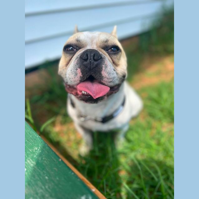 Photo of Loki The Frenchie