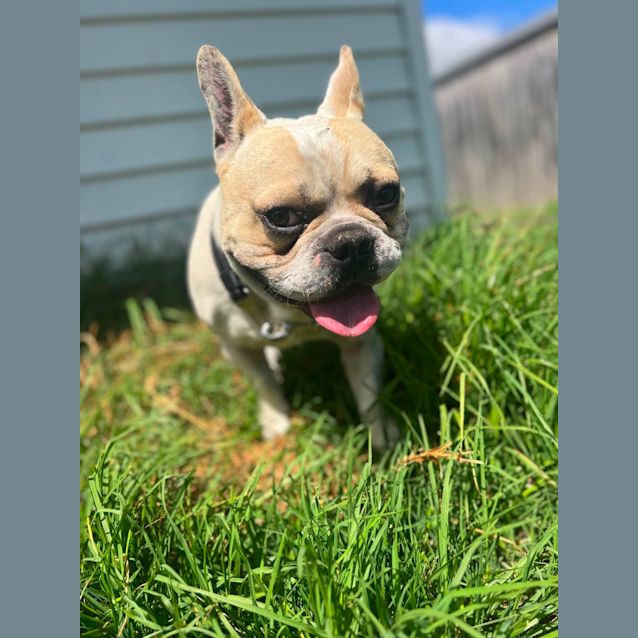 Photo of Loki The Frenchie