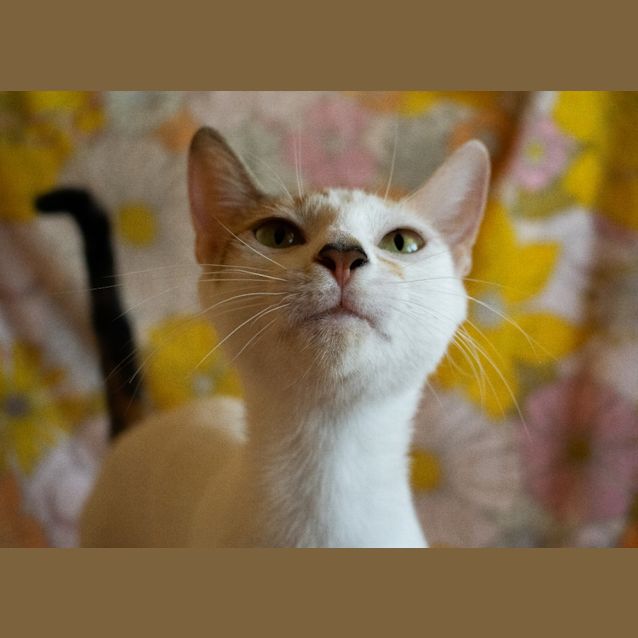 Photo of Uma
