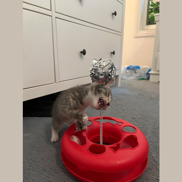 Photo of Mouse