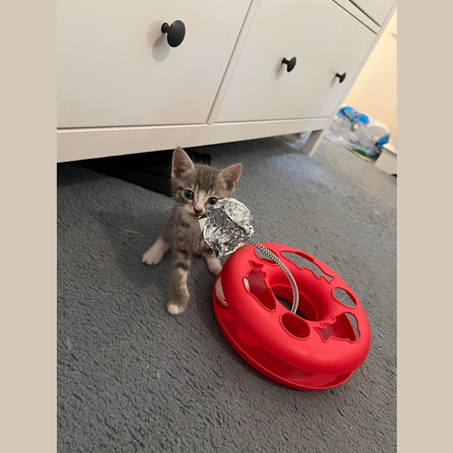 Photo of Mouse