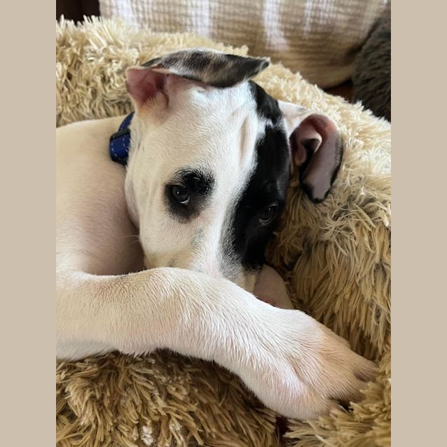 Photo of Cobalt