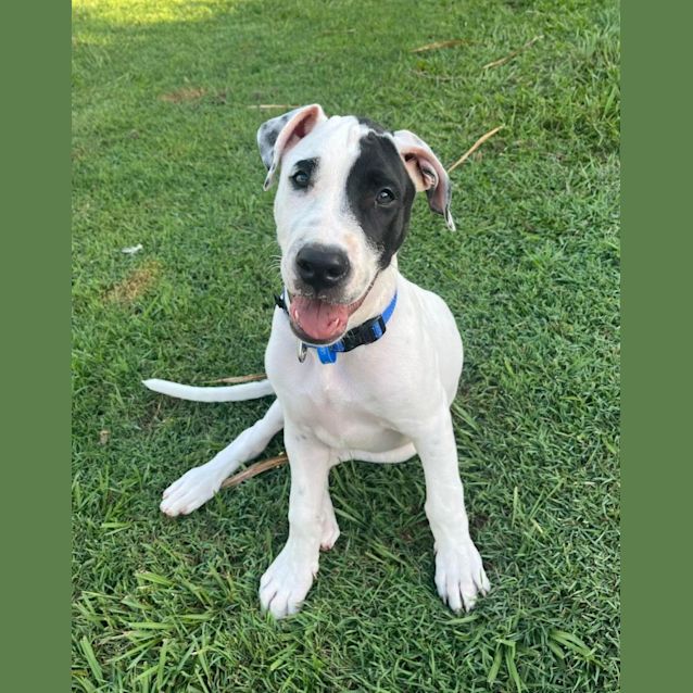 Photo of Cobalt