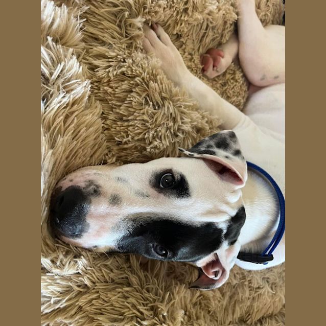 Photo of Cobalt