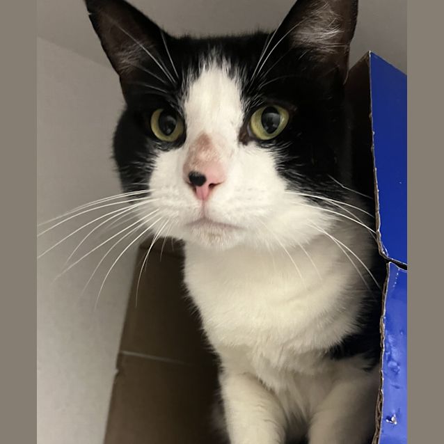 Photo of Sylvester