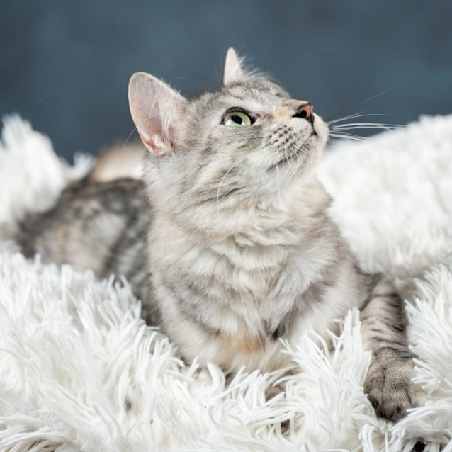 Photo of Isabella