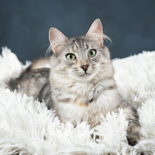 Photo of Isabella