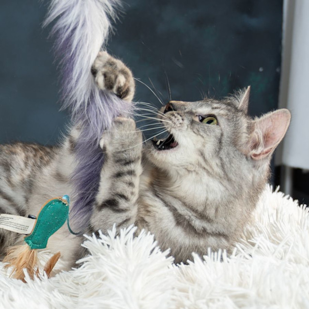 Photo of Isabella