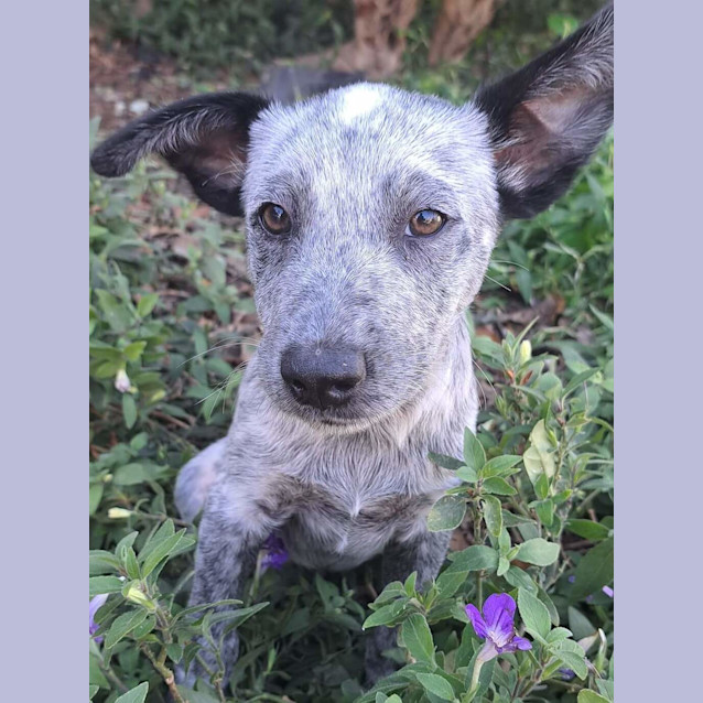 Photo of Schooner