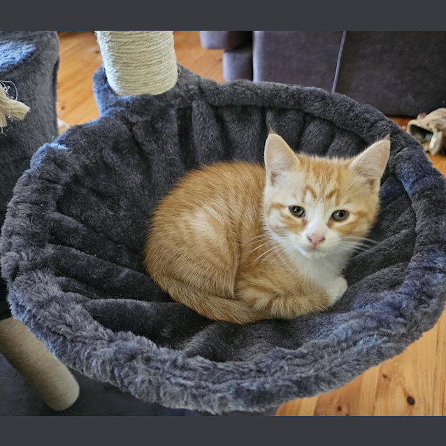 Photo of Tiger