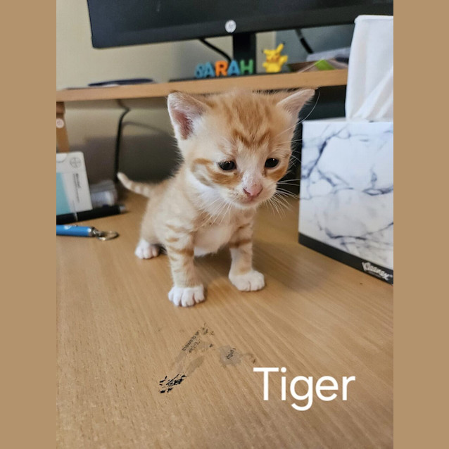 Photo of Tiger