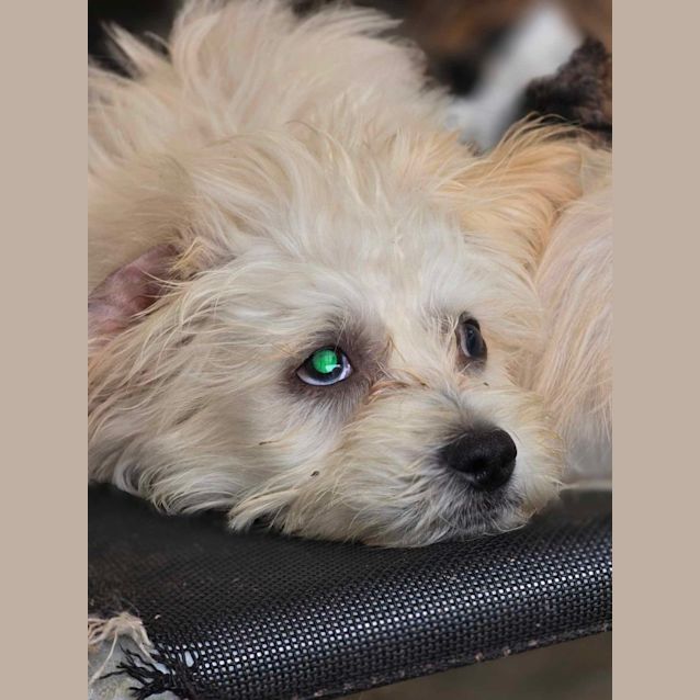 Photo of George   Moodle